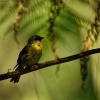 Lejscik zluty - Eopsaltria australis - Eastern Yellow Robin 2528